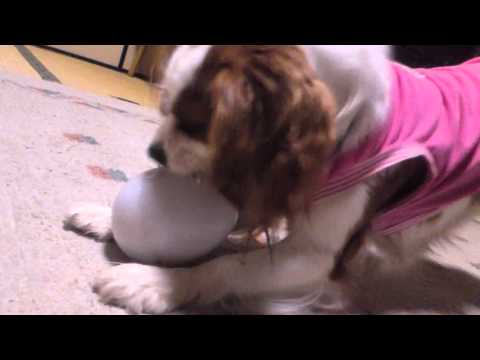 ワンコのあがき